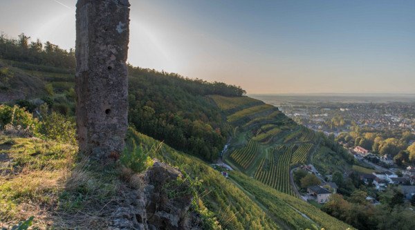 Vineyards