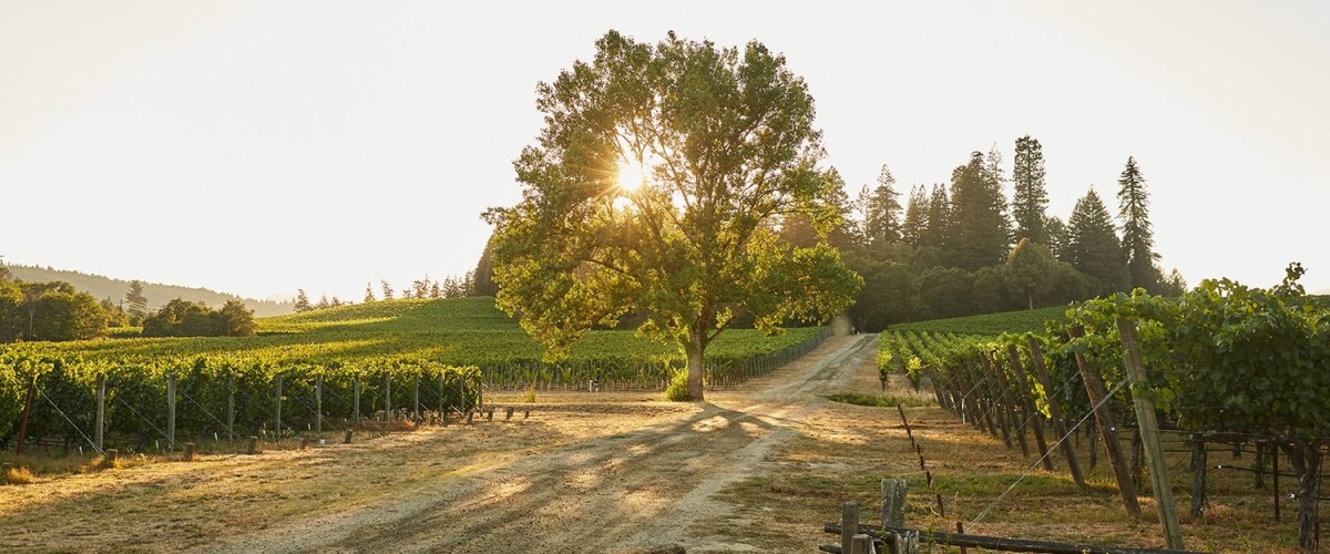 Scharffenberger Cellars vineyards