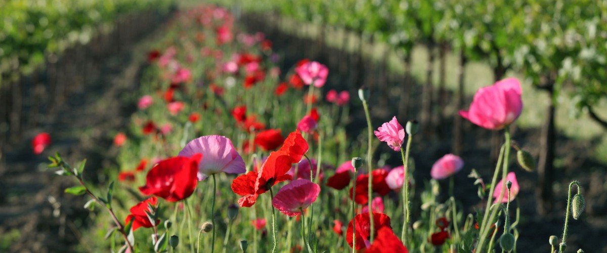 Dominus Estate, flowers in the vineyard