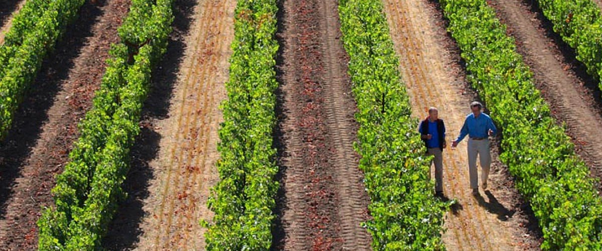 Dominus Estate vineyard rows