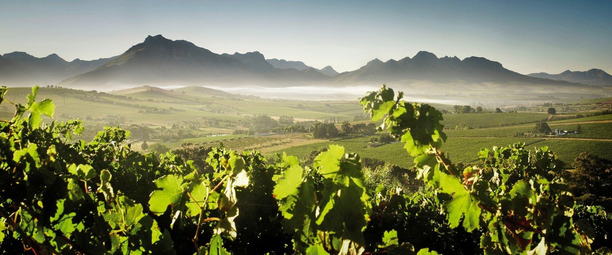 Fleur du Cap vineyard