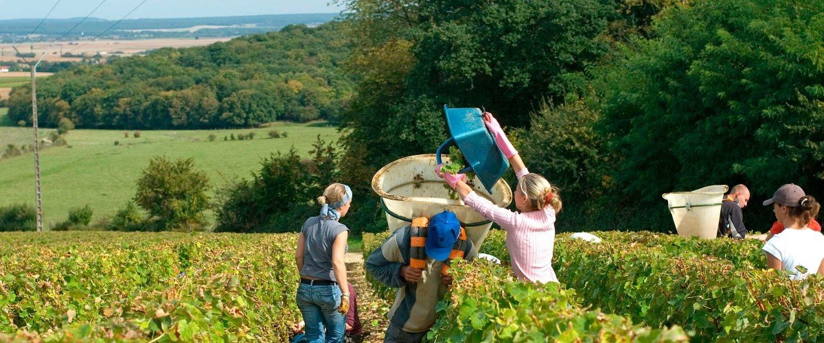 Ladoucette harvest