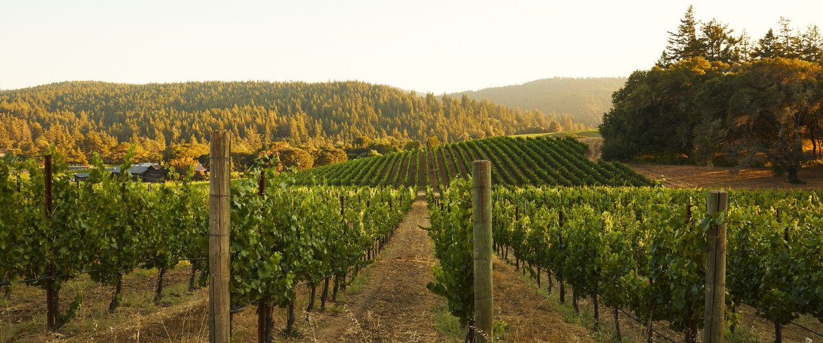 Domaine Anderson's certified biodynamic Dach vineyard overlooks the winery