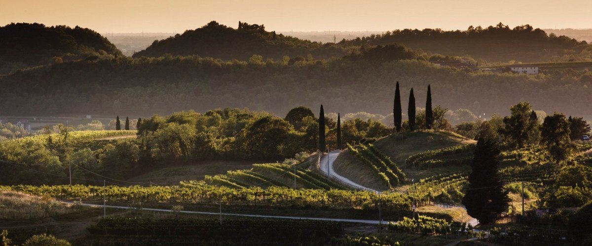 Sun setting down on Livio Felluga's Rosazzo vineyards