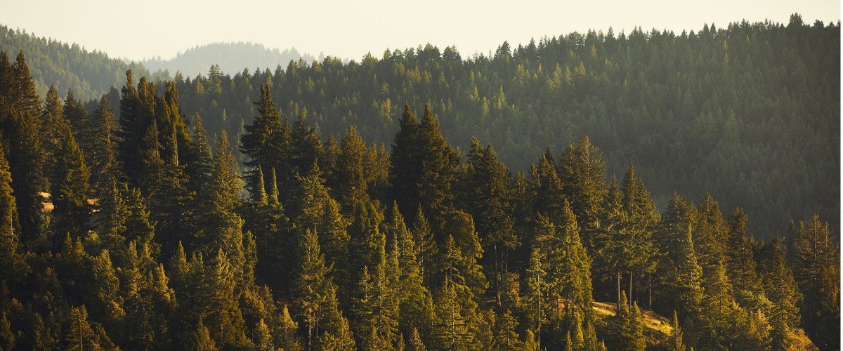 Mendocino's redwood trees dot the hillsides around Carpe Diem