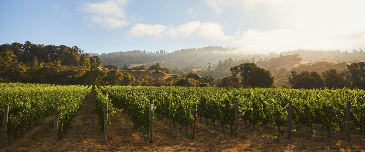 Late morning fog lifting above Carpe Diem's vineyard