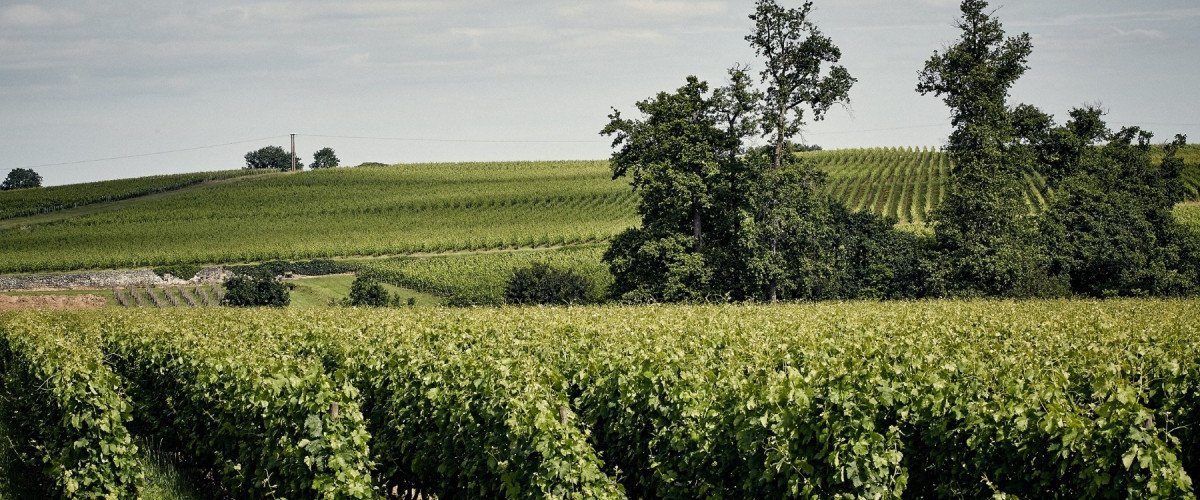 Château Peymouton's vineyard is planted to classic Right Bank varietals. 