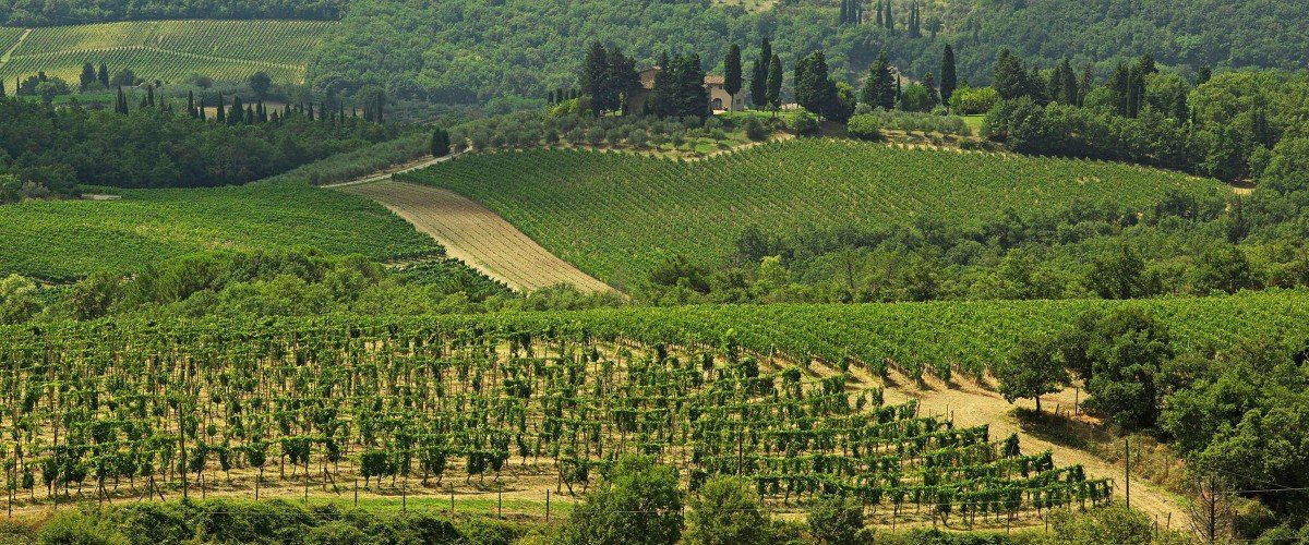 Querciabella vineyards