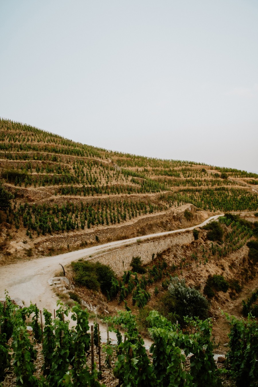 Delas Frères vineyards on Hermitage hill