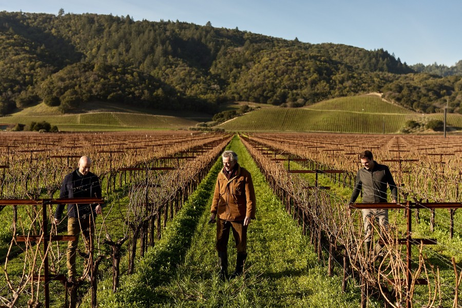 Dominus Estate vineyard rows