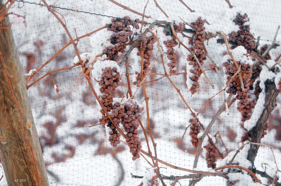 Inniskillin frozen grapes on vines