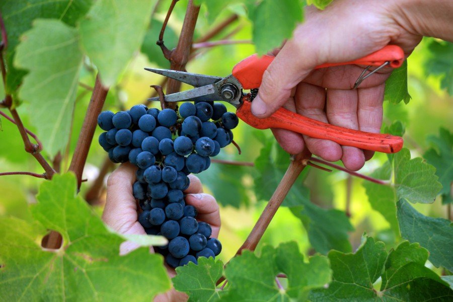 Cabernet grapes for Carpe Diem