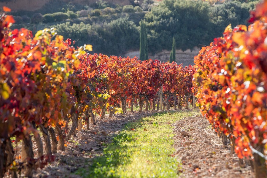 Marqués de Murrieta Ygay Estate covers 741 acres in Rioja Alta