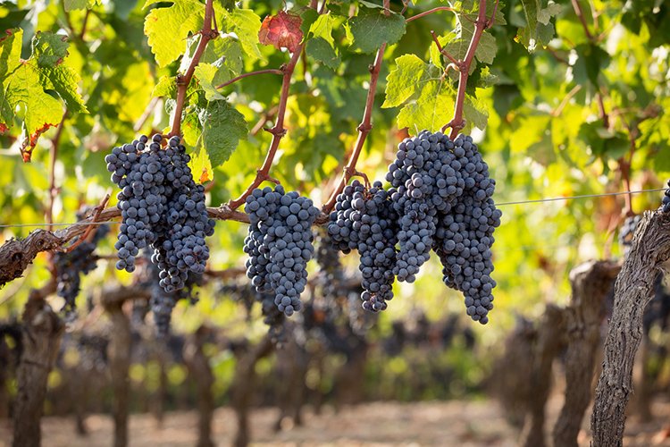 Lafleur Gazin vineyard