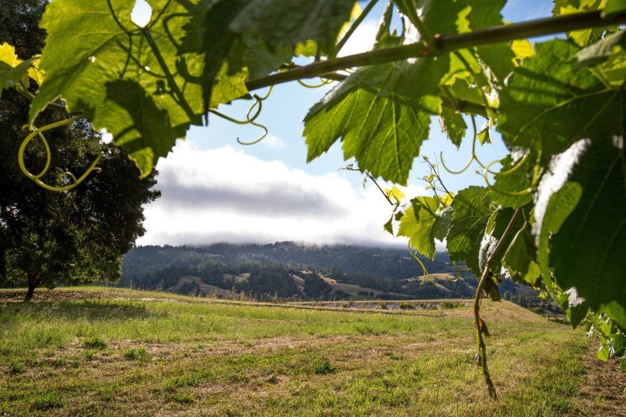 Carpe Diem, Anderson Valley