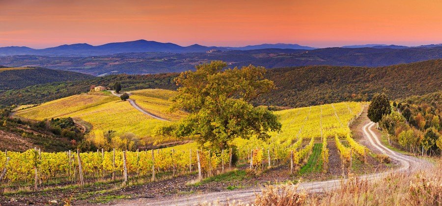 Castiglion del Bosco vineyards