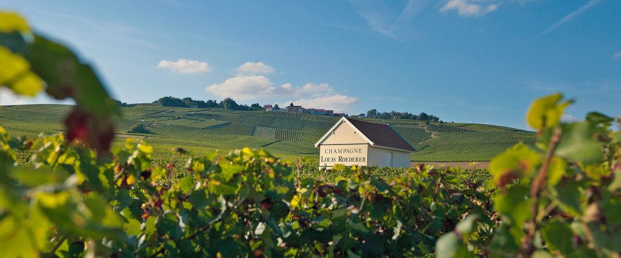 Champagne Louis Roederer vineyard