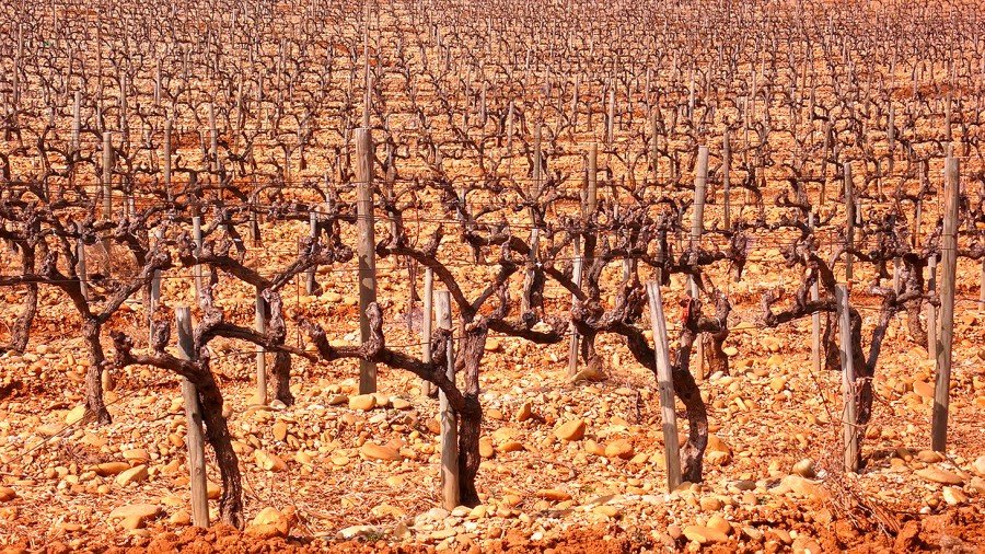 Château Bourgneuf vineyard