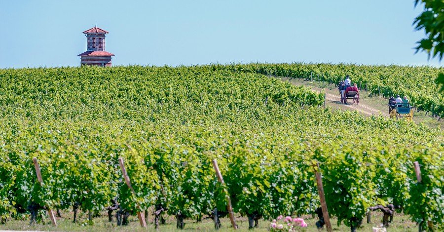 Château Loudenne vineyards