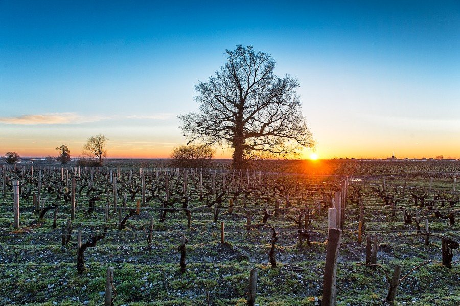 Château Pichon-Lalande vineyards in winter