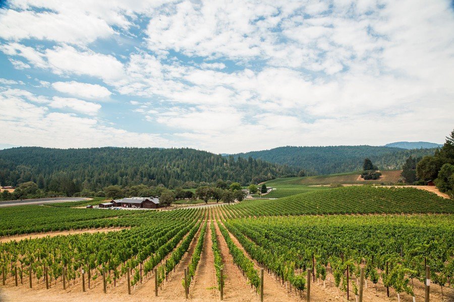 Domaine Anderson vineyard rows