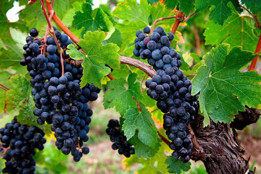 Grapes in vineyard