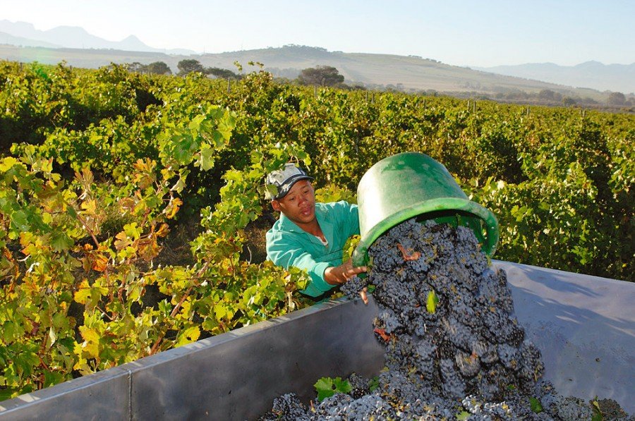 Meerlust estate harvest