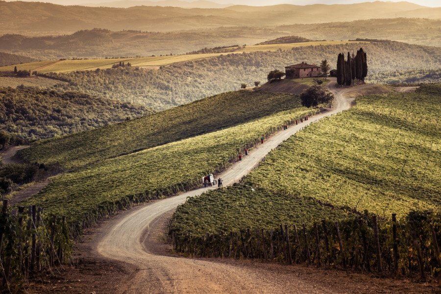 The Capanna Vineyard at Castiglion del Bosco