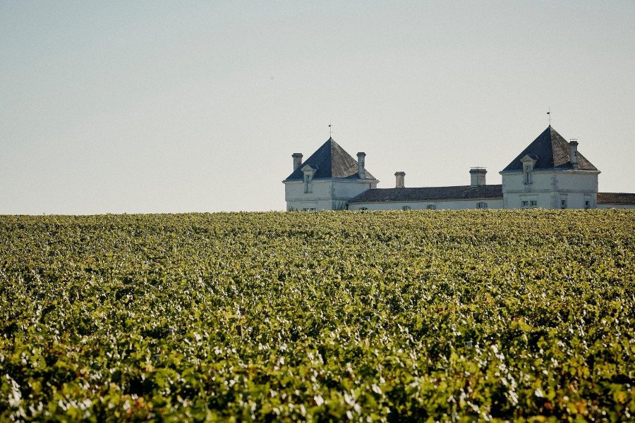 Château de Pez vineyard in Saint-Estèphe