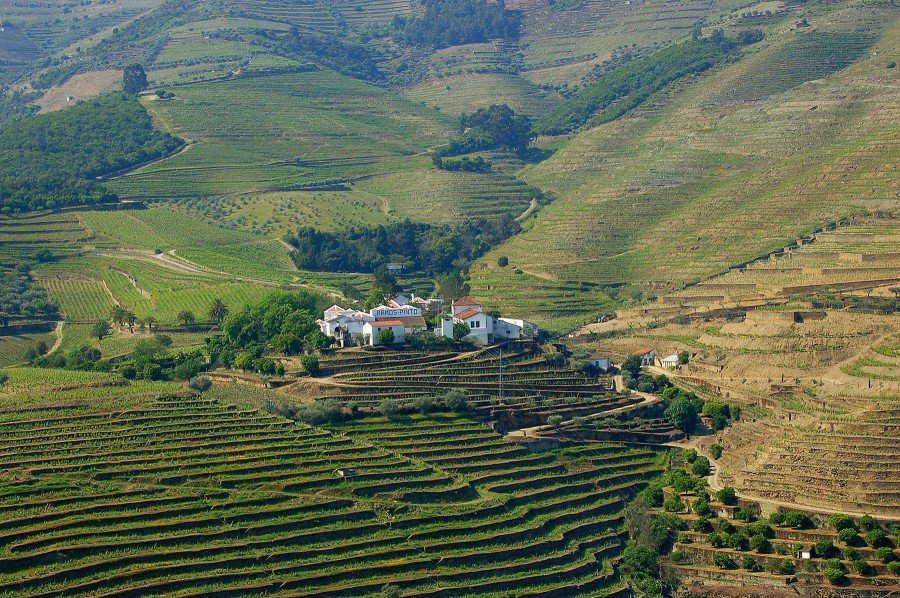 Ramos Pinto Quinta do Bom Retiro vineyards