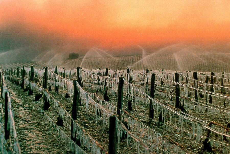 Régnard vineyards in winter