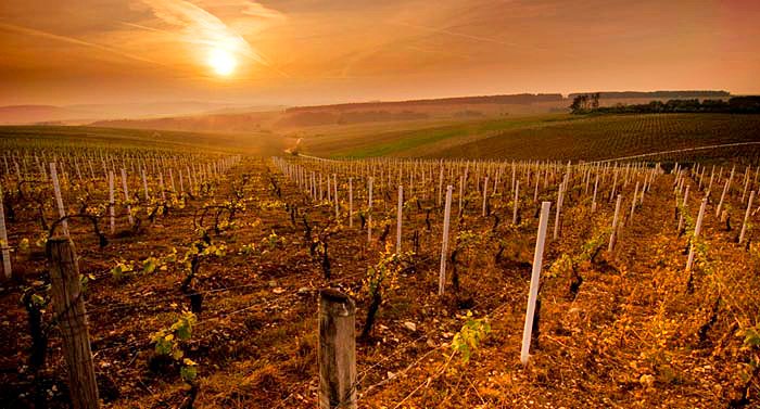 Régnard in Chablis