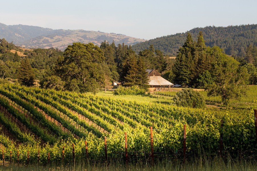 Scharffenberger Cellars vineyards