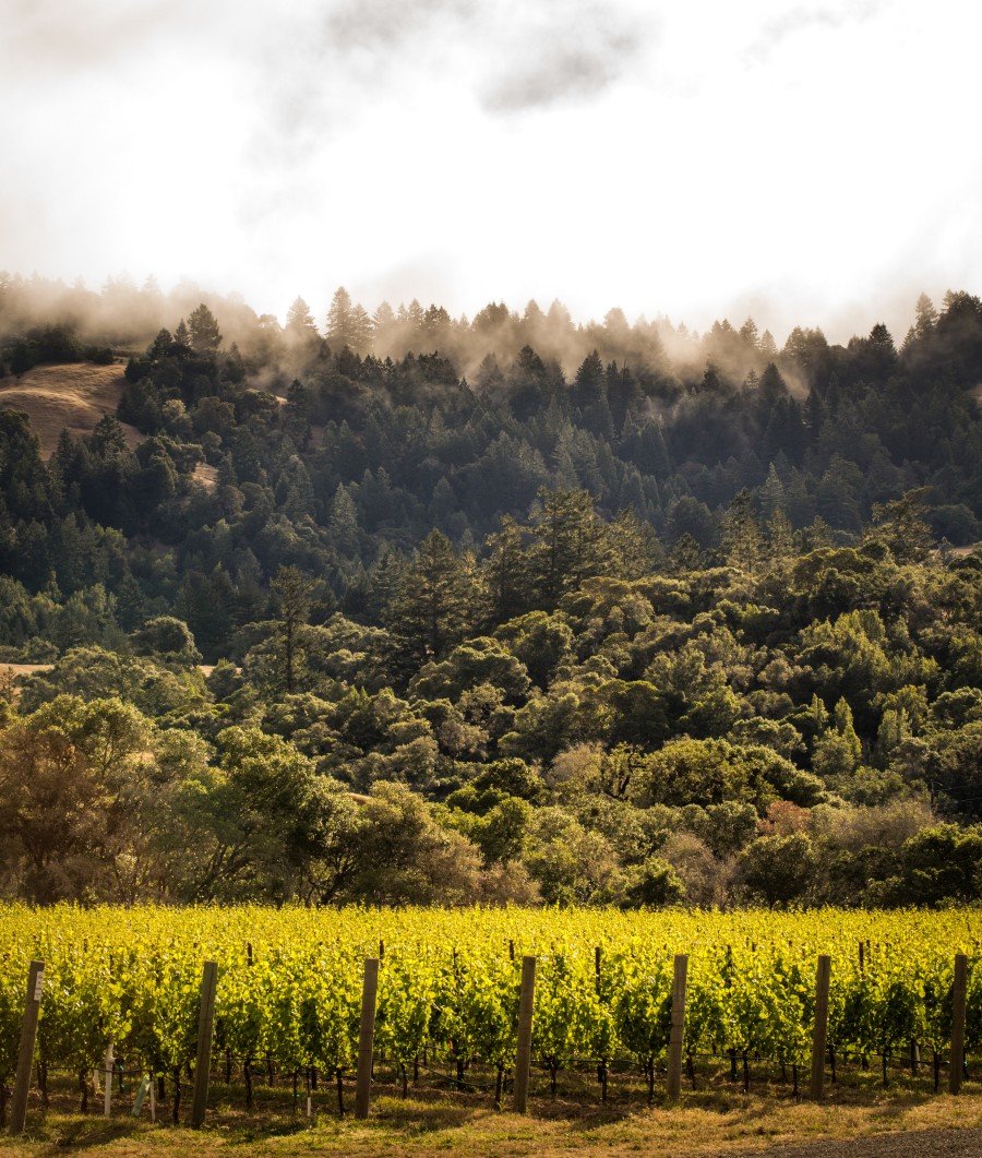 Fog rolling into the Anderson Valley